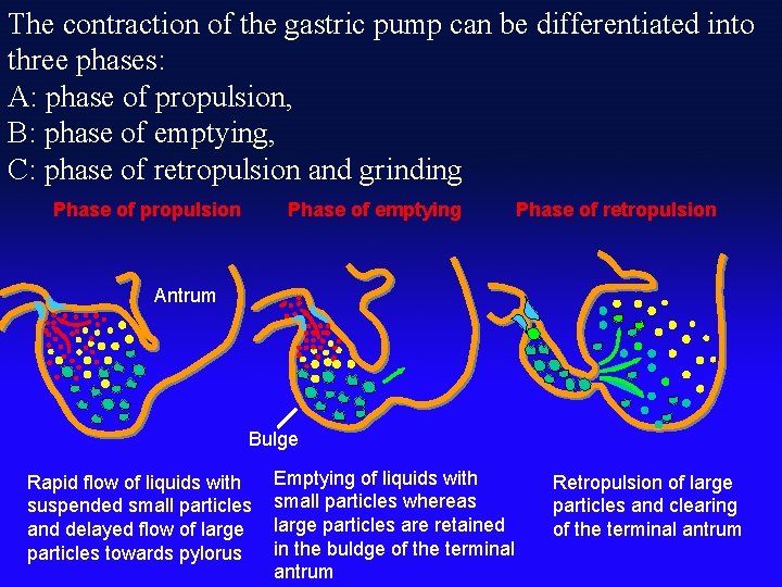 The contraction of the gastric pump can be differentiated into three phases: A: phase