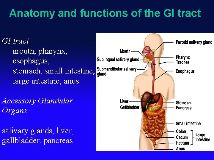 Anatomy and functions of the GI tract mouth, pharynx, esophagus, stomach, small intestine, large