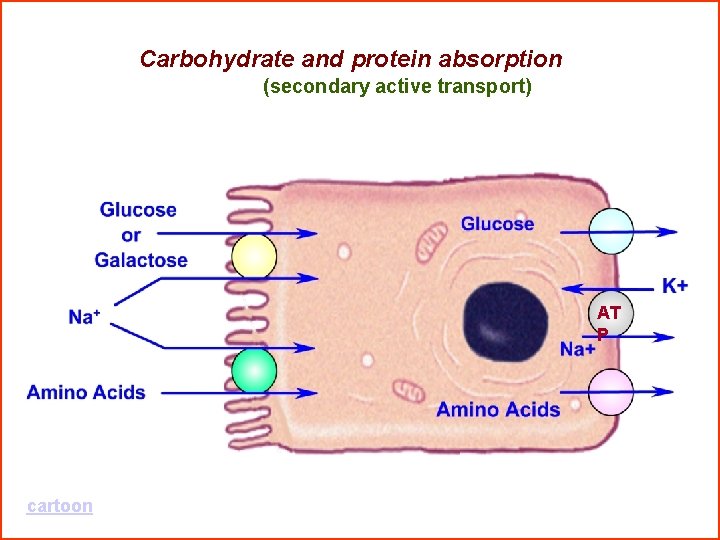 Carbohydrate and protein absorption (secondary active transport) AT P cartoon 