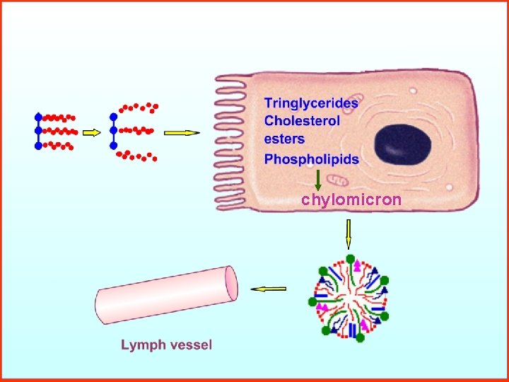 chylomicron 