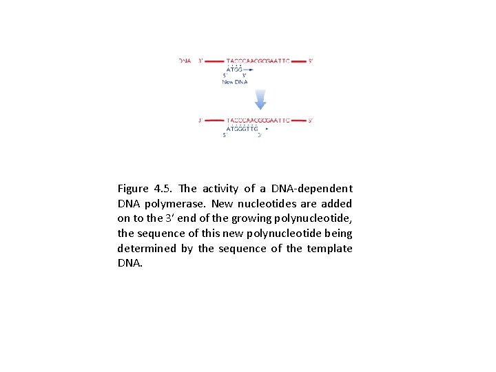 Figure 4. 5. The activity of a DNA-dependent DNA polymerase. New nucleotides are added Figure 4. 5. The activity of a DNA-dependent DNA polymerase. New nucleotides are added
