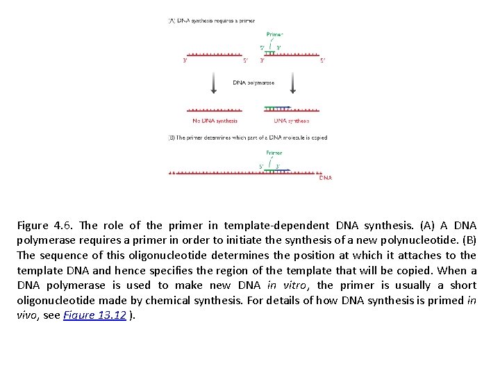 Figure 4. 6. The role of the primer in template-dependent DNA synthesis. (A) A