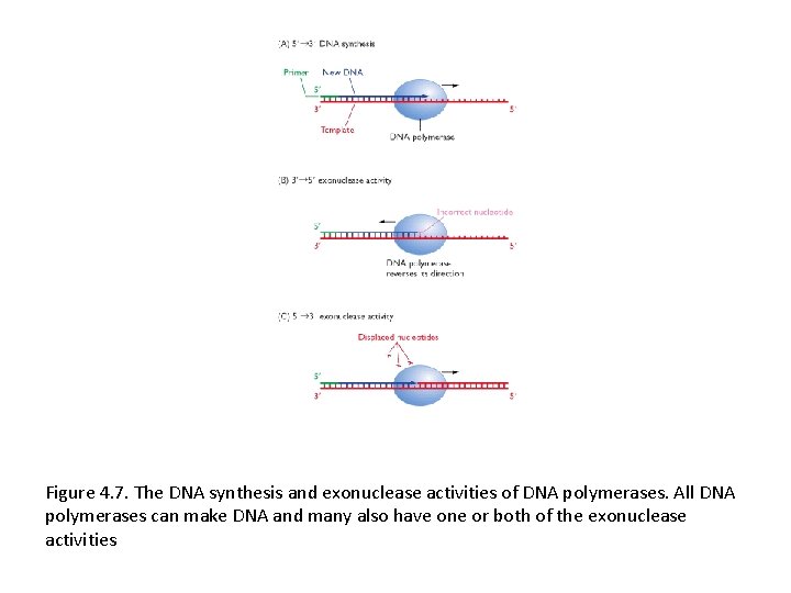 Figure 4. 7. The DNA synthesis and exonuclease activities of DNA polymerases. All DNA