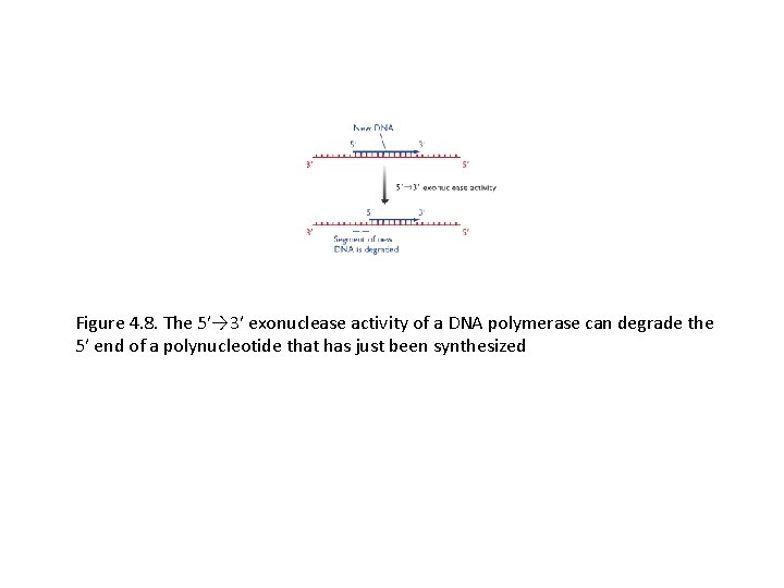 Figure 4. 8. The 5′→ 3′ exonuclease activity of a DNA polymerase can degrade