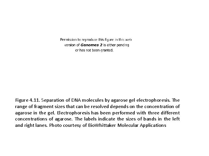 Figure 4. 11. Separation of DNA molecules by agarose gel electrophoresis. The range of