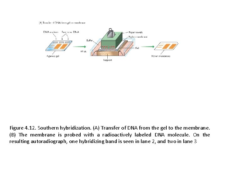 Figure 4. 12. Southern hybridization. (A) Transfer of DNA from the gel to the