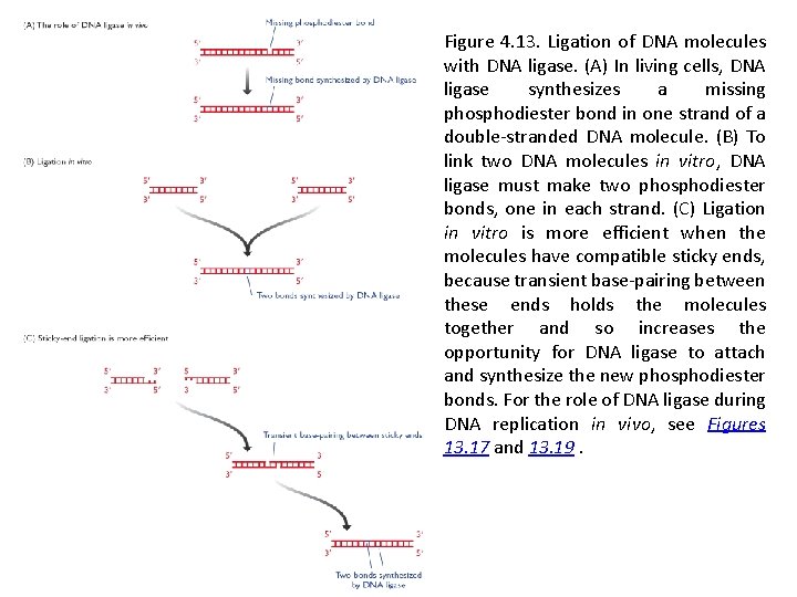 Figure 4. 13. Ligation of DNA molecules with DNA ligase. (A) In living cells,