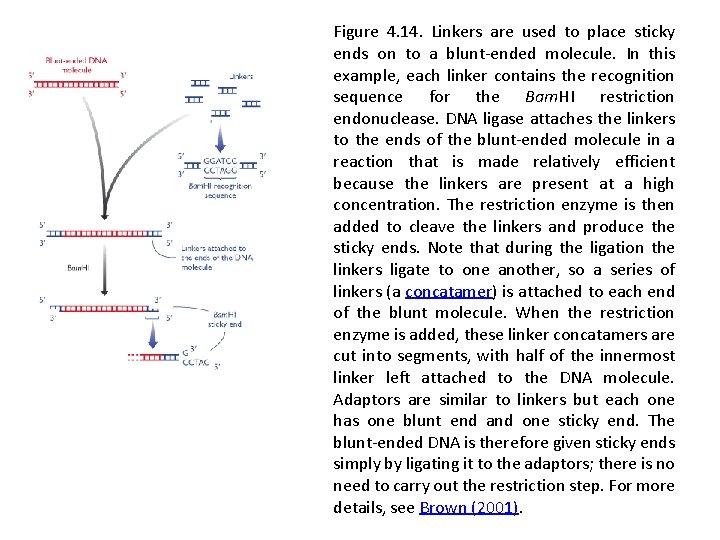 Figure 4. 14. Linkers are used to place sticky ends on to a blunt-ended