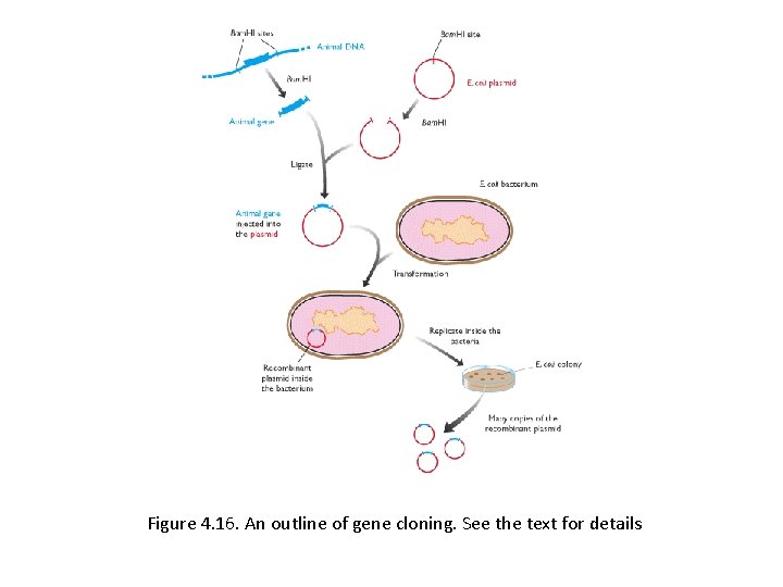 Figure 4. 16. An outline of gene cloning. See the text for details Figure 4. 16. An outline of gene cloning. See the text for details