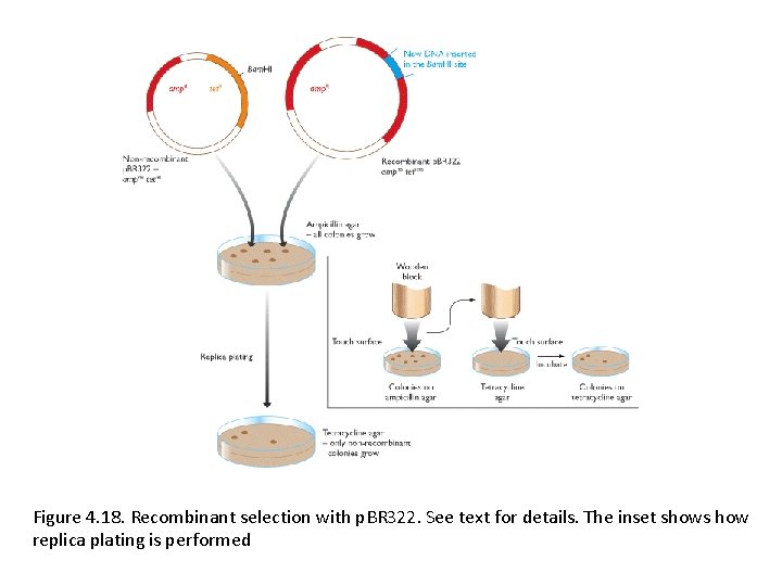 Figure 4. 18. Recombinant selection with p. BR 322. See text for details. The