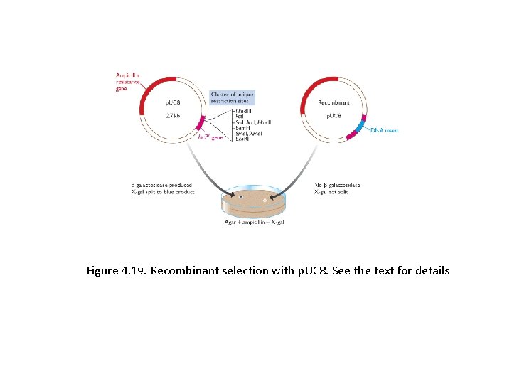 Figure 4. 19. Recombinant selection with p. UC 8. See the text for details Figure 4. 19. Recombinant selection with p. UC 8. See the text for details