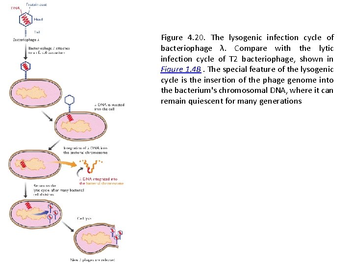 Figure 4. 20. The lysogenic infection cycle of bacteriophage λ. Compare with the lytic