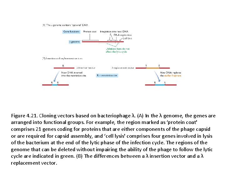 Figure 4. 21. Cloning vectors based on bacteriophage λ. (A) In the λ genome,