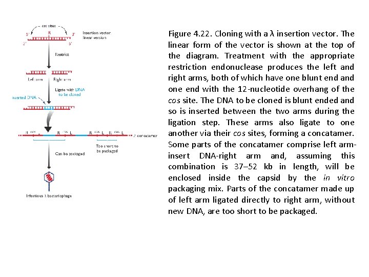 Figure 4. 22. Cloning with a λ insertion vector. The linear form of the