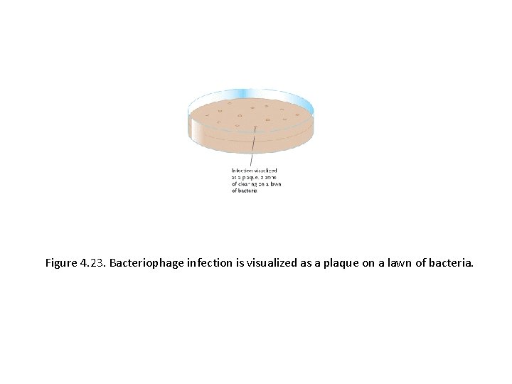 Figure 4. 23. Bacteriophage infection is visualized as a plaque on a lawn of