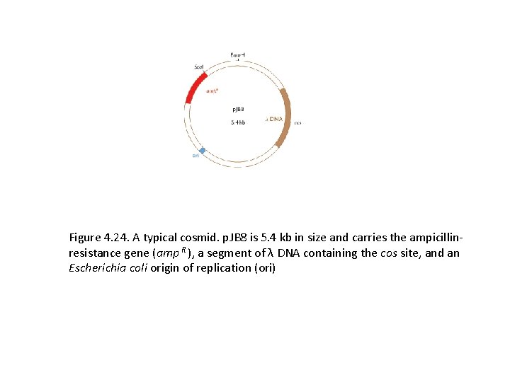 Figure 4. 24. A typical cosmid. p. JB 8 is 5. 4 kb in