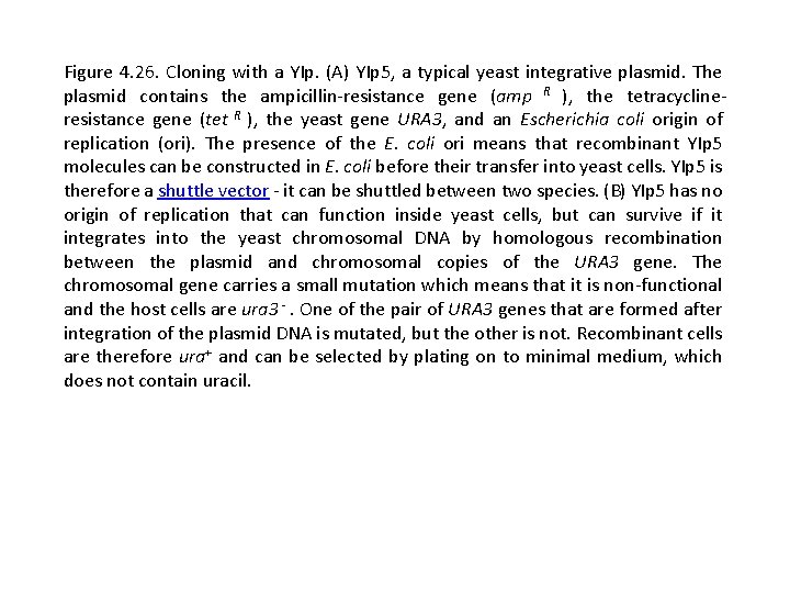 Figure 4. 26. Cloning with a YIp. (A) YIp 5, a typical yeast integrative Figure 4. 26. Cloning with a YIp. (A) YIp 5, a typical yeast integrative
