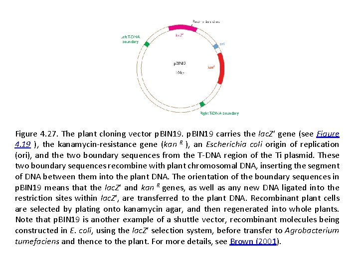 Figure 4. 27. The plant cloning vector p. BIN 19 carries the lac. Z′