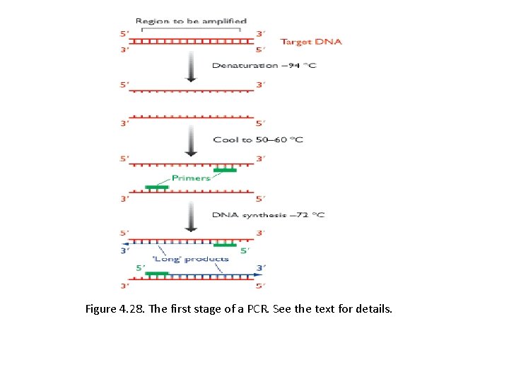 Figure 4. 28. The first stage of a PCR. See the text for details.