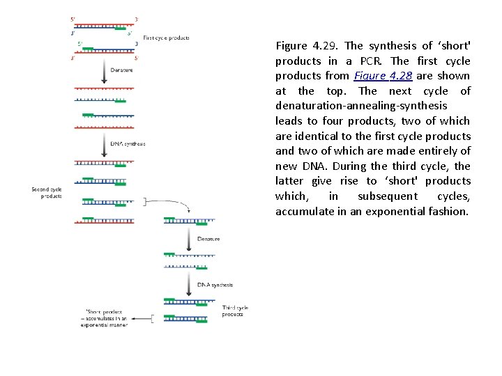 Figure 4. 29. The synthesis of ‘short' products in a PCR. The first cycle