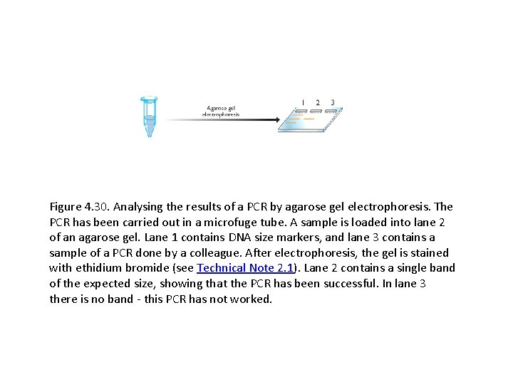 Figure 4. 30. Analysing the results of a PCR by agarose gel electrophoresis. The Figure 4. 30. Analysing the results of a PCR by agarose gel electrophoresis. The