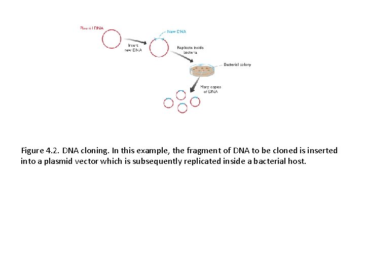 Figure 4. 2. DNA cloning. In this example, the fragment of DNA to be Figure 4. 2. DNA cloning. In this example, the fragment of DNA to be
