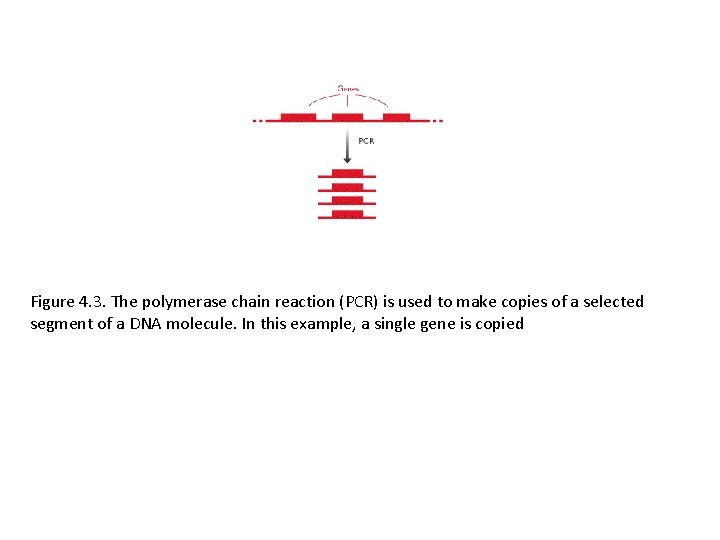 Figure 4. 3. The polymerase chain reaction (PCR) is used to make copies of