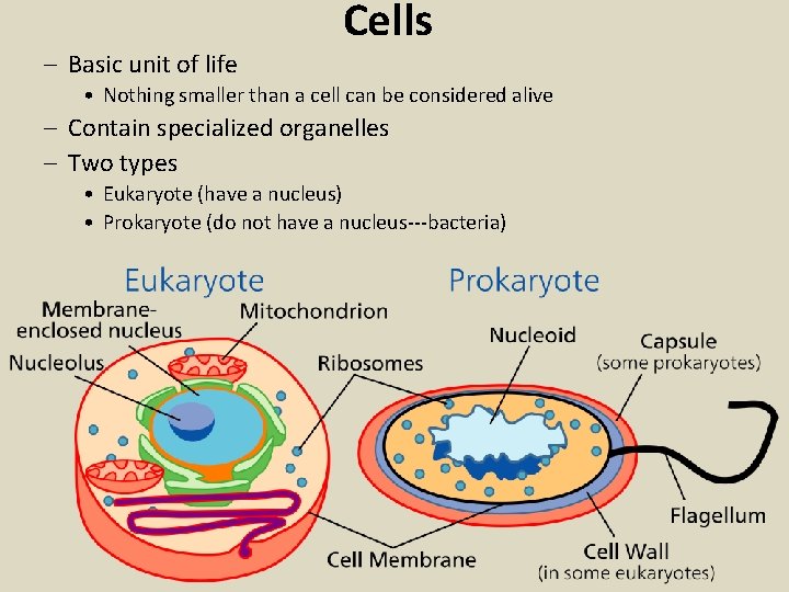 – Basic unit of life Cells • Nothing smaller than a cell can be