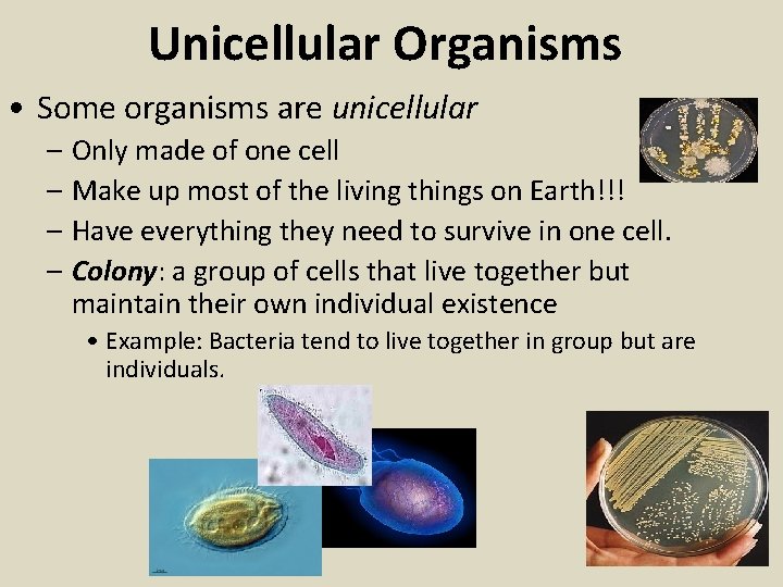 Unicellular Organisms • Some organisms are unicellular – Only made of one cell –