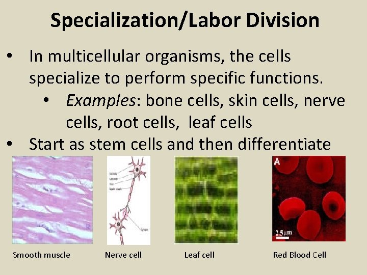 Specialization/Labor Division • In multicellular organisms, the cells specialize to perform specific functions. •