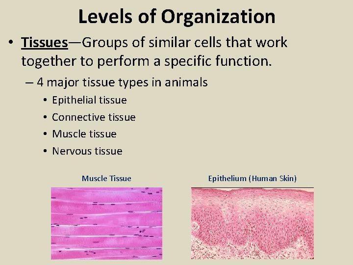 Levels of Organization • Tissues—Groups of similar cells that work together to perform a