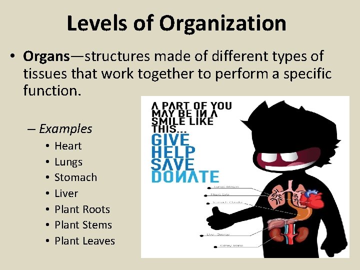 Levels of Organization • Organs—structures made of different types of tissues that work together