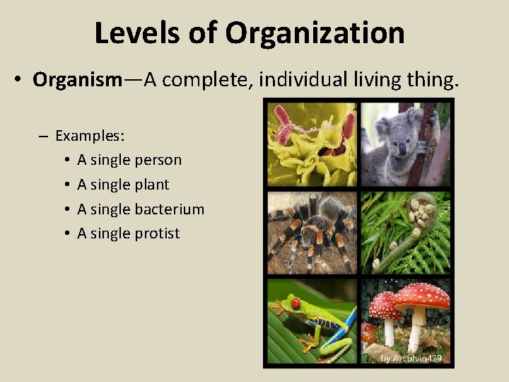 Levels of Organization • Organism—A complete, individual living thing. – Examples: • A single