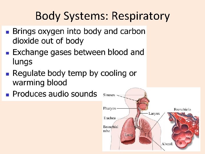 Body Systems: Respiratory 