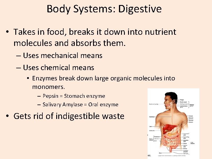 Body Systems: Digestive • Takes in food, breaks it down into nutrient molecules and