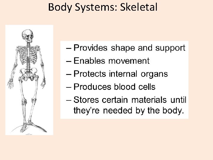 Body Systems: Skeletal 