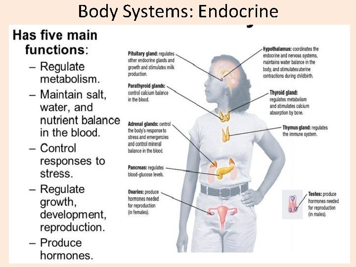 Body Systems: Endocrine 