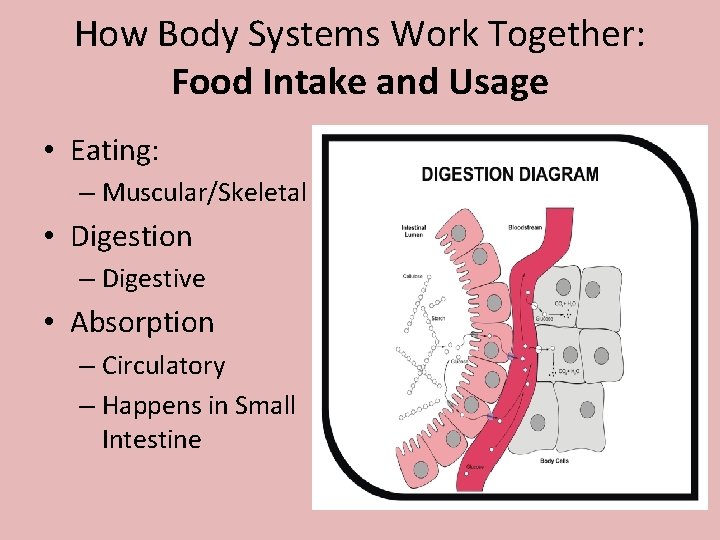 How Body Systems Work Together: Food Intake and Usage • Eating: – Muscular/Skeletal •