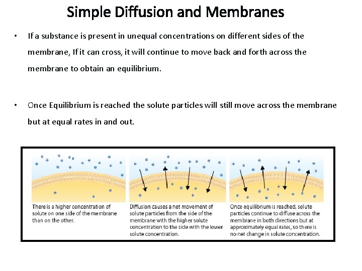 Simple Diffusion and Membranes • If a substance is present in unequal concentrations on