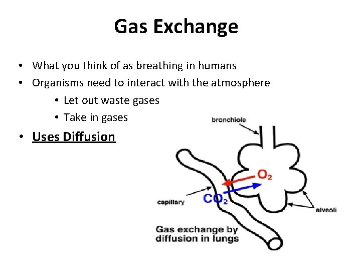 Gas Exchange • What you think of as breathing in humans • Organisms need