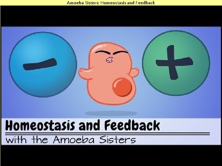 Amoeba Sisters: Homeostasis and Feedback 