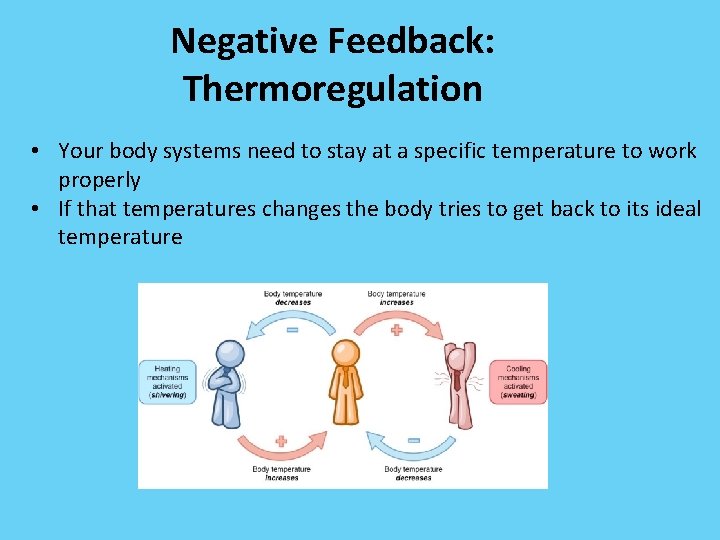 Negative Feedback: Thermoregulation • Your body systems need to stay at a specific temperature