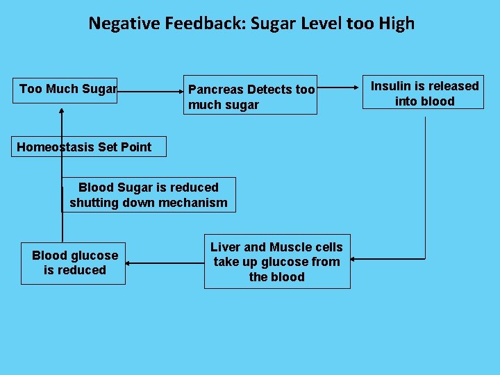 Negative Feedback: Sugar Level too High Too Much Sugar Pancreas Detects too much sugar