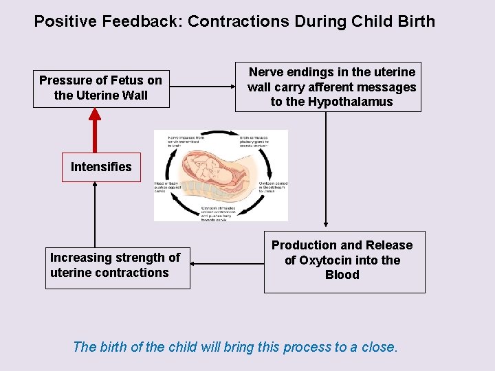 Positive Feedback: Contractions During Child Birth Pressure of Fetus on the Uterine Wall Nerve