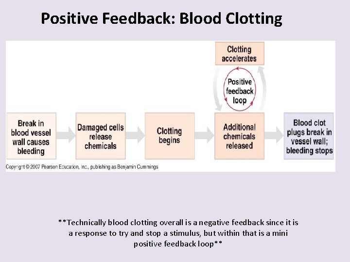 Positive Feedback: Blood Clotting **Technically blood clotting overall is a negative feedback since it