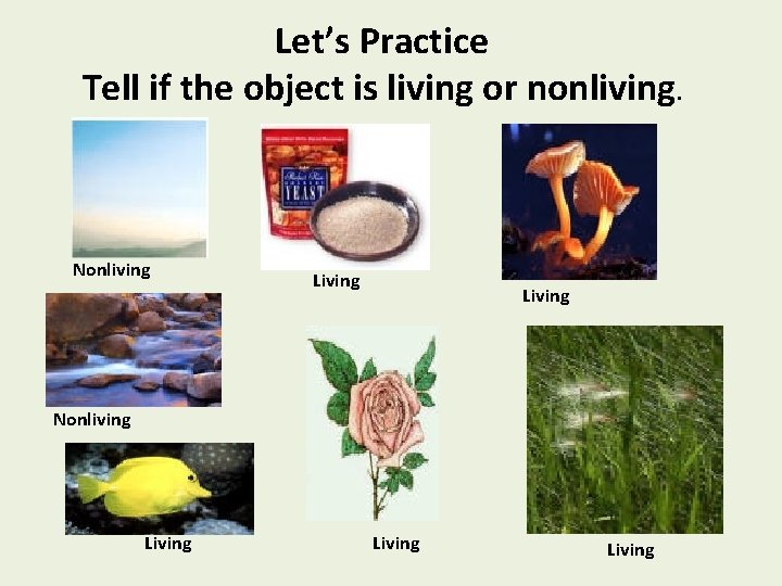 Let’s Practice Tell if the object is living or nonliving. Nonliving Living Living 