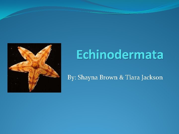 Echinodermata By: Shayna Brown & Tiara Jackson 