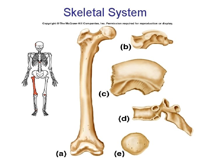 Skeletal System Skeletal System
