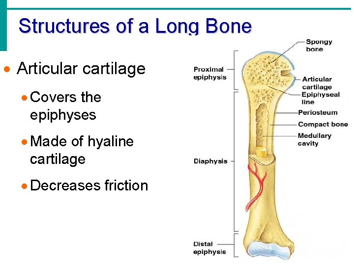 Structures of a Long Bone · Articular cartilage · Covers the epiphyses · Made Structures of a Long Bone · Articular cartilage · Covers the epiphyses · Made