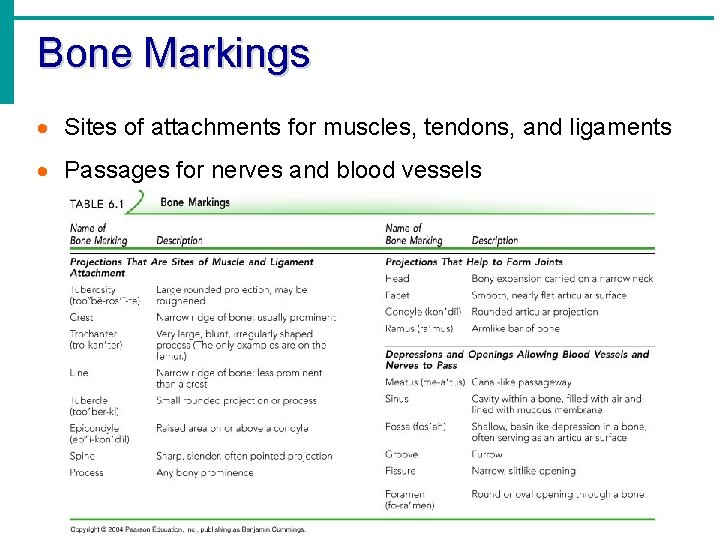 Bone Markings · Sites of attachments for muscles, tendons, and ligaments · Passages for Bone Markings · Sites of attachments for muscles, tendons, and ligaments · Passages for